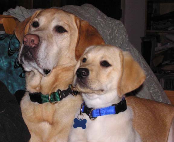pictures of yellow labs. They are both yellow labs,